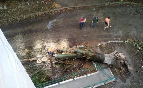 Уже неделю коммунальщики не убирают упавшее дерево в Балаклаве