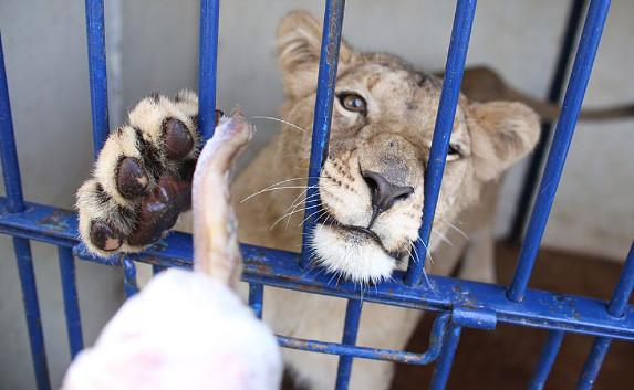 В сафари-парк «Тайган» прилетит спасённая львица Лола