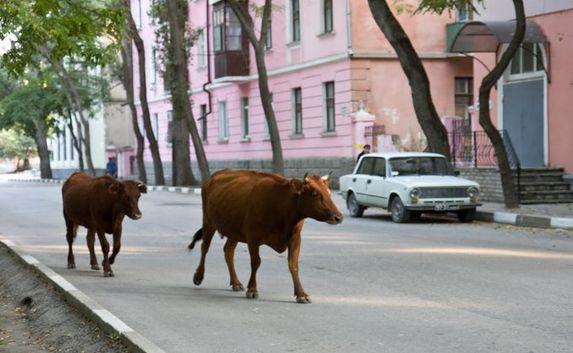 Коровам запретили ходить по улицам крымского города