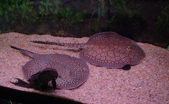 ​Скаты моторо впервые дали потомство в Алуштинском аквариуме