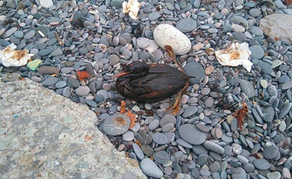 Ялтинцы обнаружили у берега моря птиц в мазуте