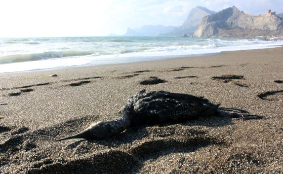 Крымское побережье загрязнено мазутом: гибнут птицы