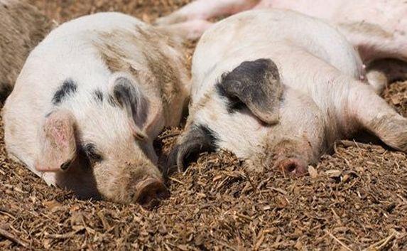 Вспышка чумы свиней в Крыму: три села лишились всего поголовья