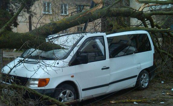 ​В Севастополе дерево рухнуло на микроавтобус (фото)