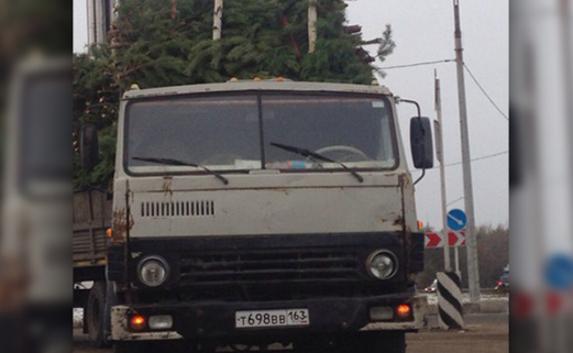 Новогодние ёлки для продажи в Крыму снова привезут с материка