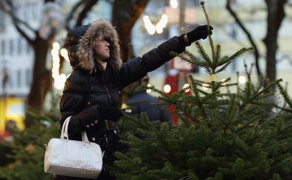 Где в Севастополе можно будет купить новогоднюю ёлку — адреса ярмарок