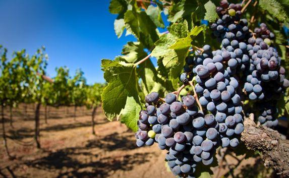 В Крыму планируют заложить не менее 490 га виноградников