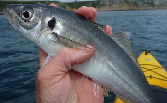 Севастопольские рыбаки бьют рекорды по барабуле и ставридке