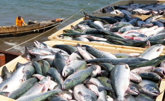Улов крымских и севастопольских рыбаков в 2016 году стал рекордным