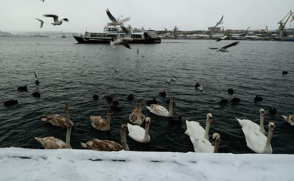 Графскую пристань Севастополя облюбовали лебеди
