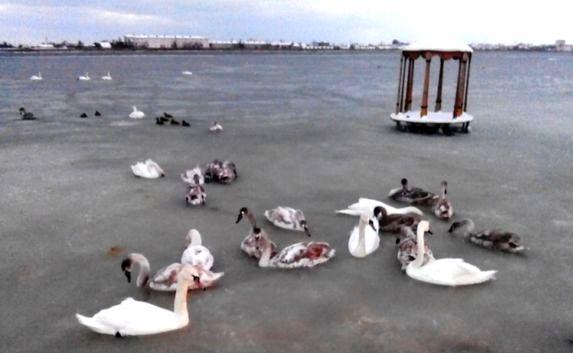 Сотрудники МЧС спасли лебедей из «ледяной ловушки»