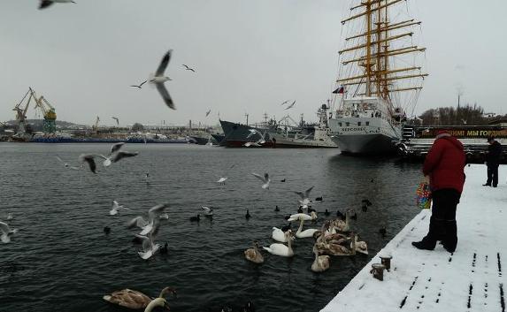 Лебединое горе: в бухтах Севастополя массово гибнут птицы