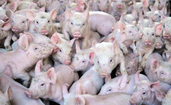 Африканская чума свиней расширила свою «географию» в Крыму 