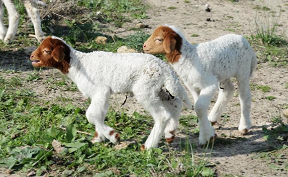 В Симферополе обнаружили стадо овец, которых морят голодом