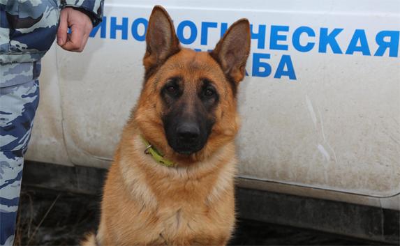 Служебная овчарка Юта помогла задержать преступника в Крыму