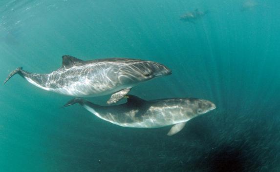 Два краснокнижных дельфина погибли в Крыму