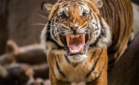 Ещё одна жертва хищника: тигр напал на посетителя в зоопарке Китая 