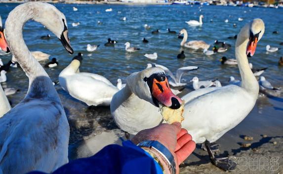 В бухте Омега от морозов и голода гибнут лебеди — надо помочь! (фото)
