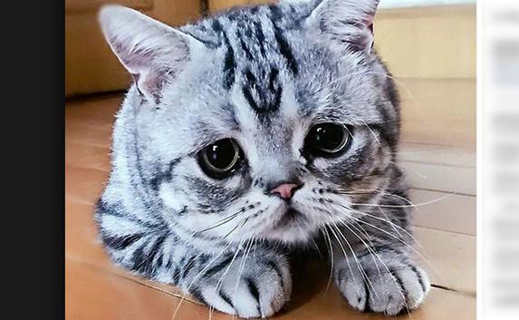 Самая грустная кошка покорила пользователей Instagram (фото)
