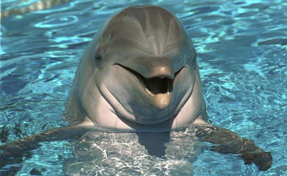 Крымские браконьеры ради наживы издевались над дельфином — фото