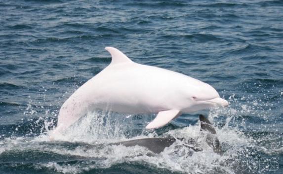 У берегов Судака появился уникальный белый дельфин — видео