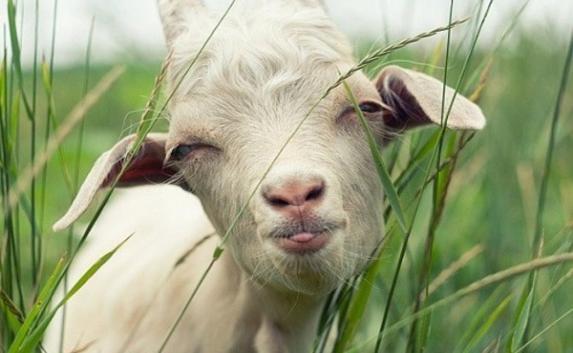 Фермер из Крыма заготовил полкило конопли для своих коз