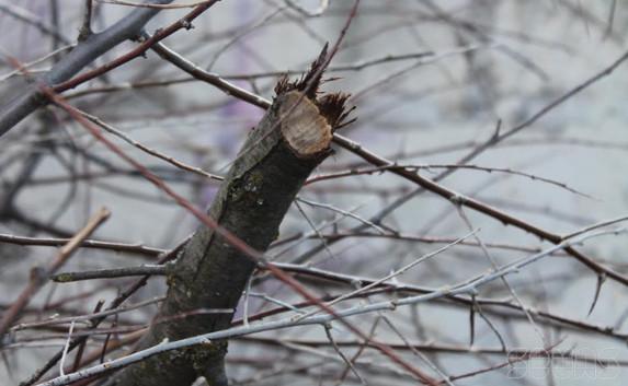 В севастопольском детсаду вырубили полсотни деревьев под мусорные баки (фото)