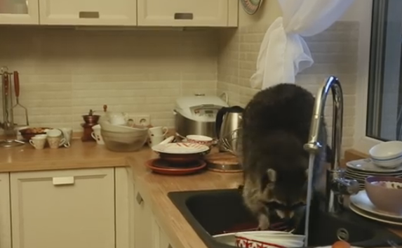 Енот-мойдодыр решил «перемыть» всю посуду в доме (видео)