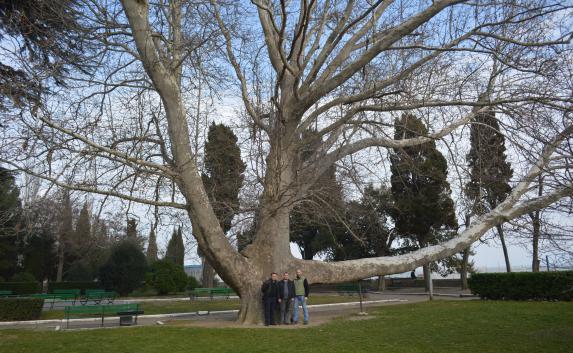 Три крымских дерева станут Памятниками живой природы (фото)