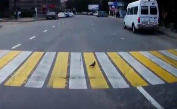 В Ялте дисциплинированные голуби переходят дорогу по «зебре»
