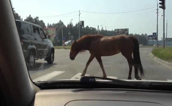 В Севастополе сбили лошадь (фото)