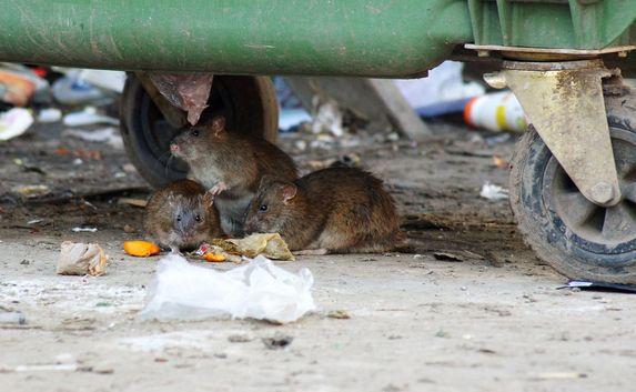 В центре Симферополя из-за мусора завелись крысы