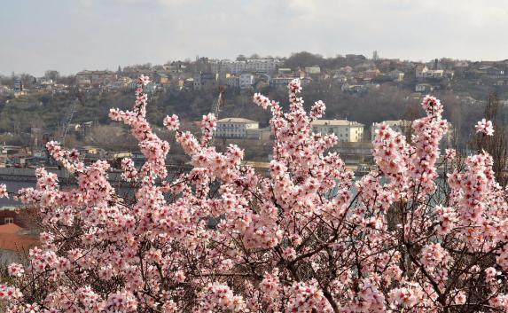 Весна полным ходом: в Крыму цветут фиалки и миндаль (фото)