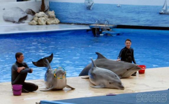 Севастопольский дельфинарий сохранят до выборов губернатора