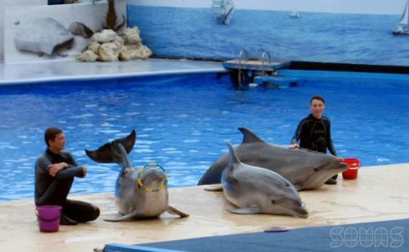 Севастопольский дельфинарий откроется в конце апреля