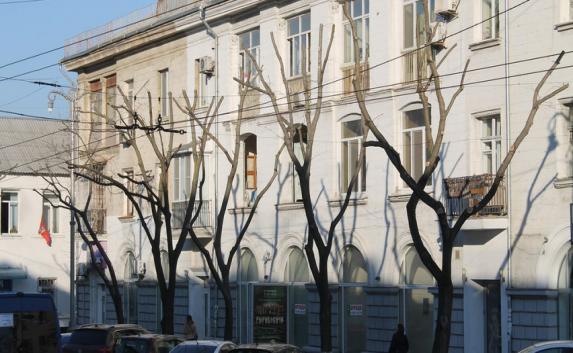 В Севастополе сэкономили на обрезке деревьев (фото)