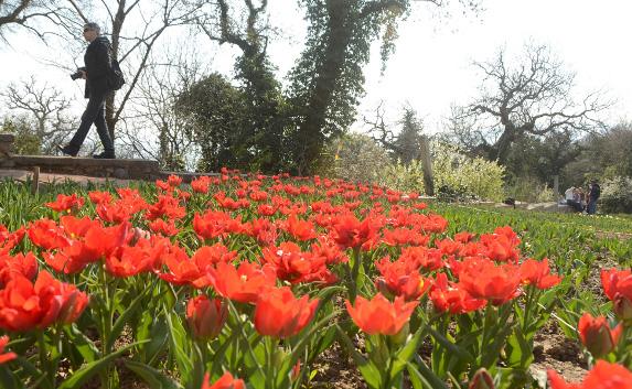Никитский сад готовит 10 сюрпризов к открытию «Парада тюльпанов»
