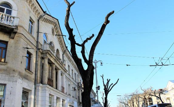 Устрашающую обрезку деревьев сделают по всему Севастополю (фото)