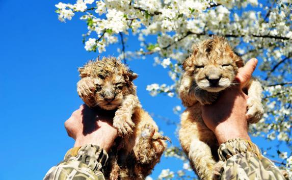 В «Тайгане» родились львята и тигрята (фото, видео)