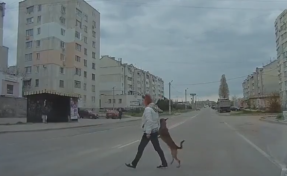 Человек собаке друг: в Севастополе пса водят через дорогу за лапу (видео)