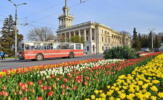 «Тюльпановый взрыв» в Севастополе — в городе расцвели 120 тысяч цветов