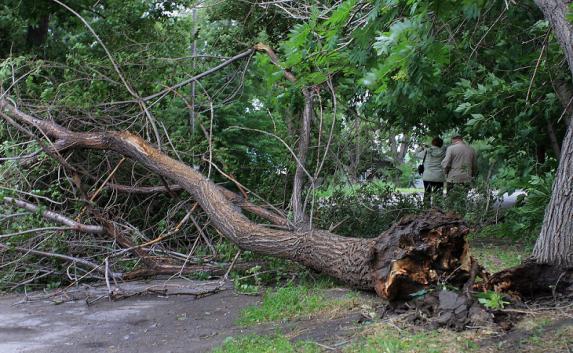 В Крыму девушку убило упавшее дерево