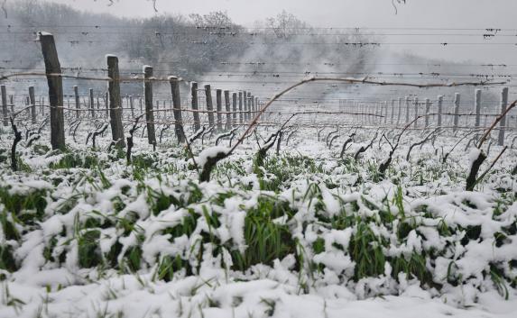 Виноград и персик гибнут от апрельского снега в Крыму (фото)