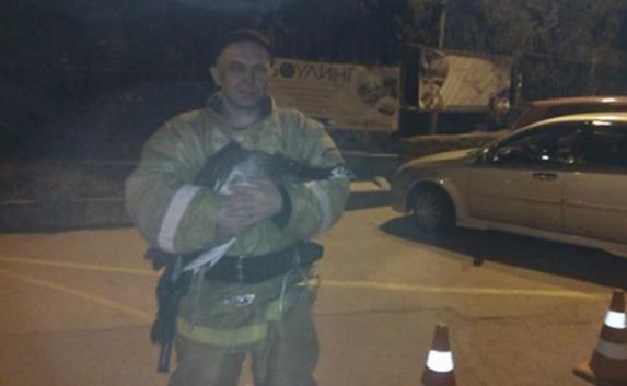На пожаре в Крыму спасли павлина (фото)