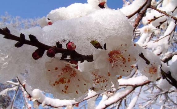 Снижение урожая ягод и фруктов прогнозируют из-за мороза в Крыму