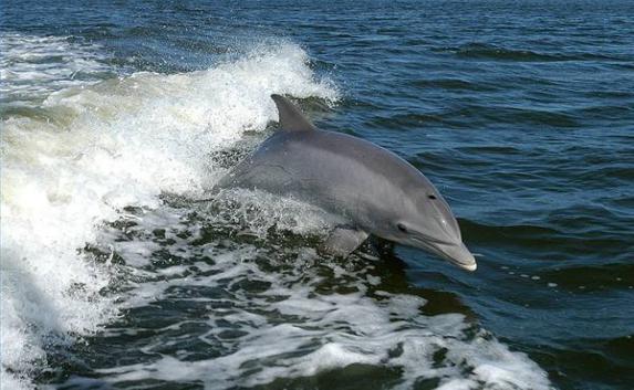 На севастопольском пляже спасли дельфина