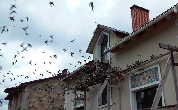 Мистика под Севастополем: жилой дом атакуют обезумевшие ласточки (фото, видео)