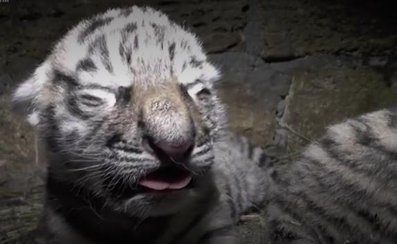 В «Тайгане» родились четыре амурских тигрёнка (видео)