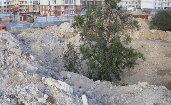 В Севастополе срубят краснокнижные деревья, чтобы построить детсад