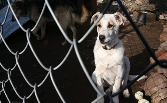Глава Россельхознадзора возмущён числом бродячих собак в Крыму